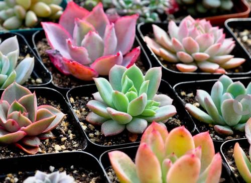 ͻ˹йԮͻҽƶӰ䷢֤